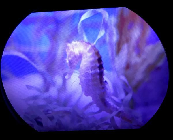 Seahorse at Sea Life Aquarium